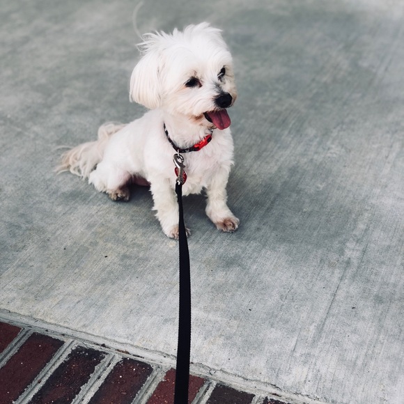 Meet your Posher, Ricky - Picture 1 of 1